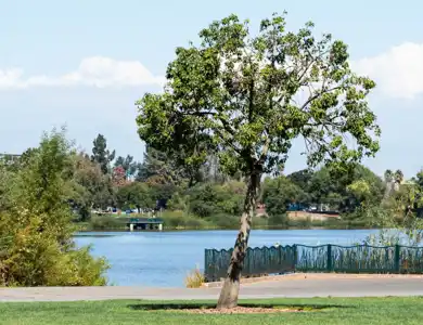 Harbor Lake tree